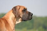 DOGUE ALLEMAND 539